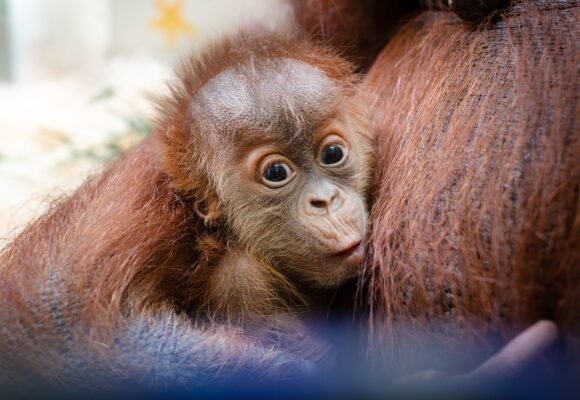 How a Secret Orangutan Breeding Program Is Creating a Baby Boom
