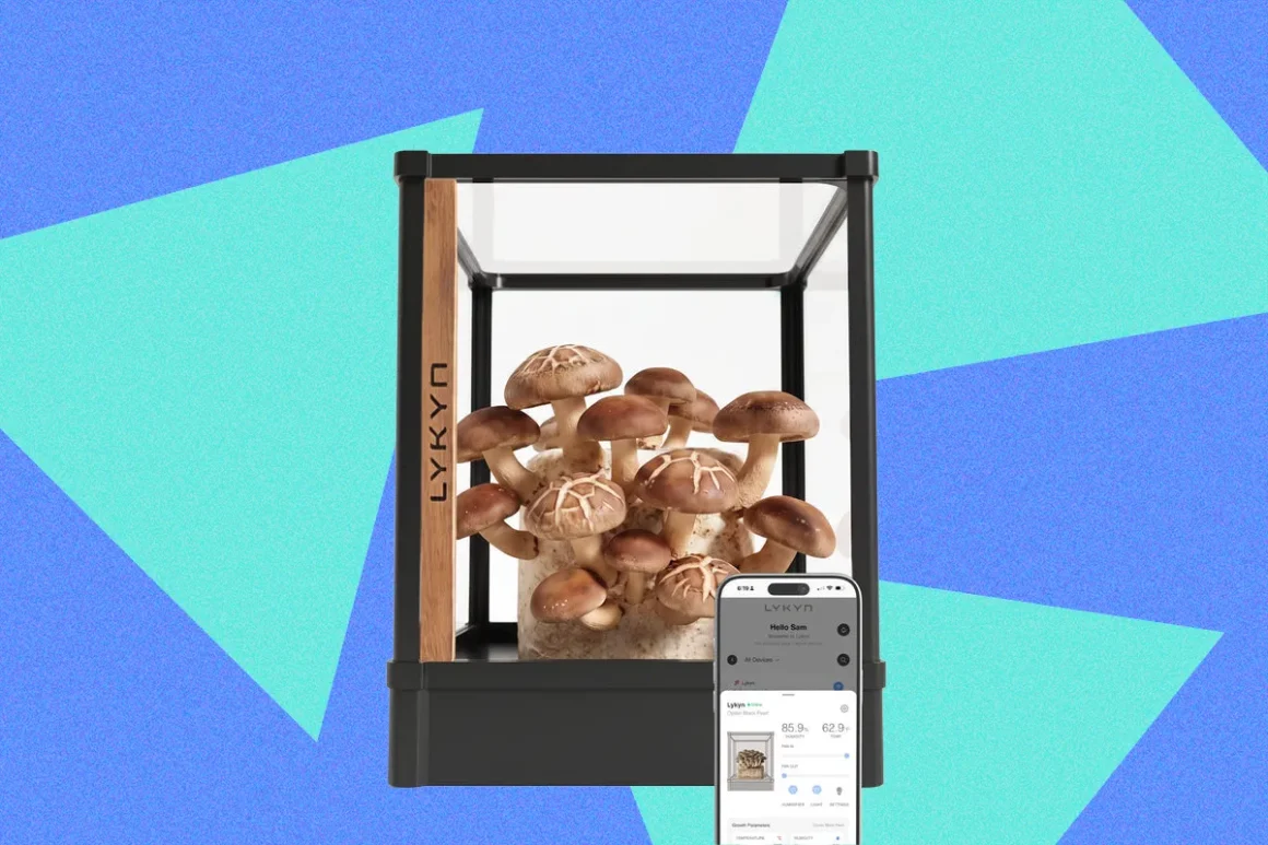 Review lykyn automated mushroom grow box 102026 top art source lykyn